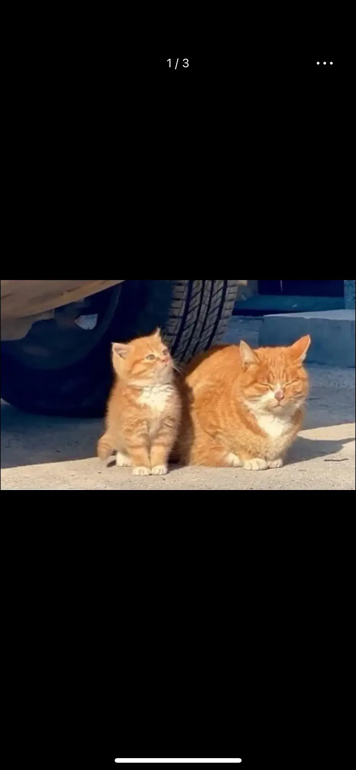 只要有妈妈在，我就不是流浪猫！​​​