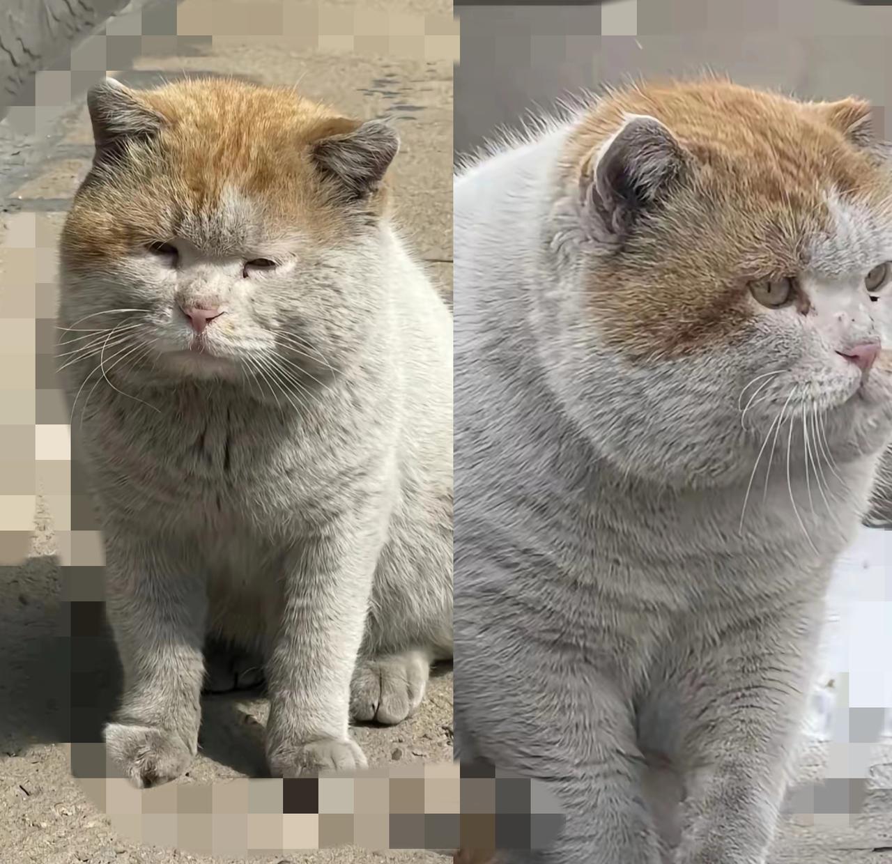 这只流浪小猫凭实力爆红全网，真的狠狠戳中当代成年人的心。没人投喂