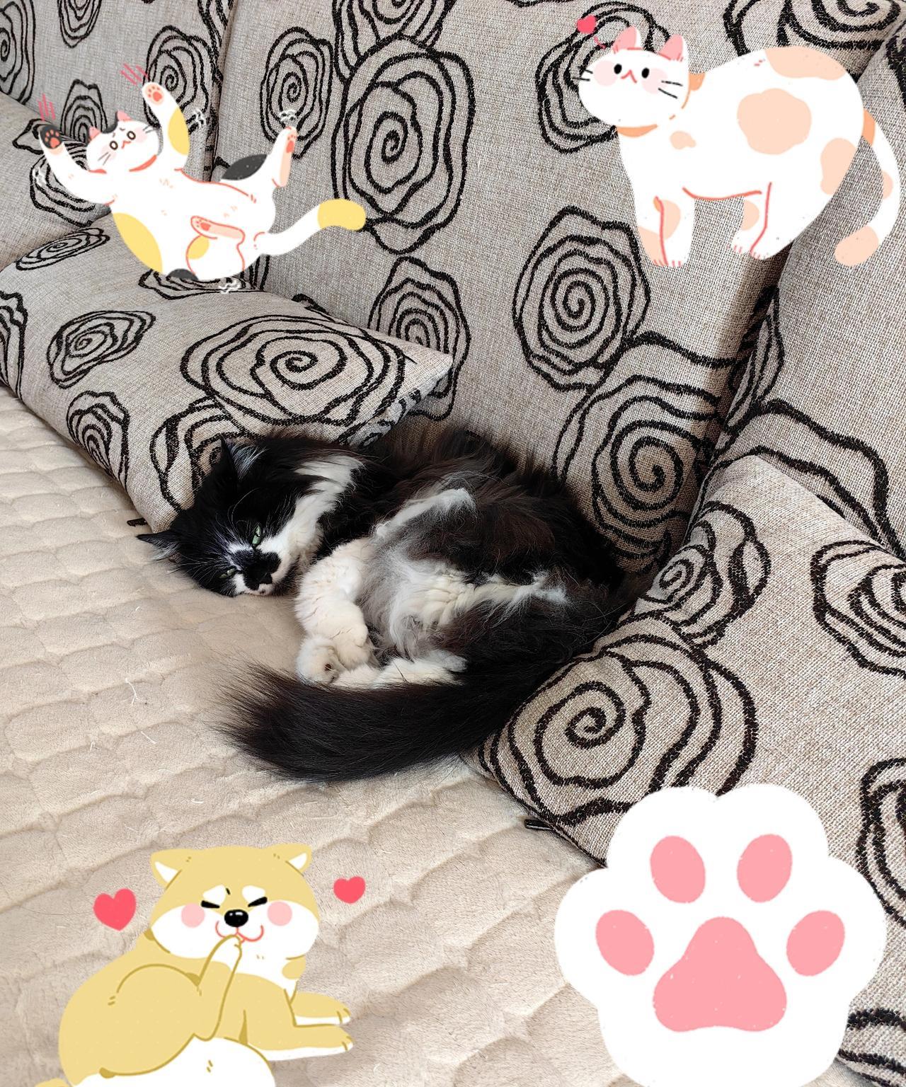 我家大黑10多岁了，是只老猫了，相当于人的七八十岁了。有资料说猫和人一样也会出现