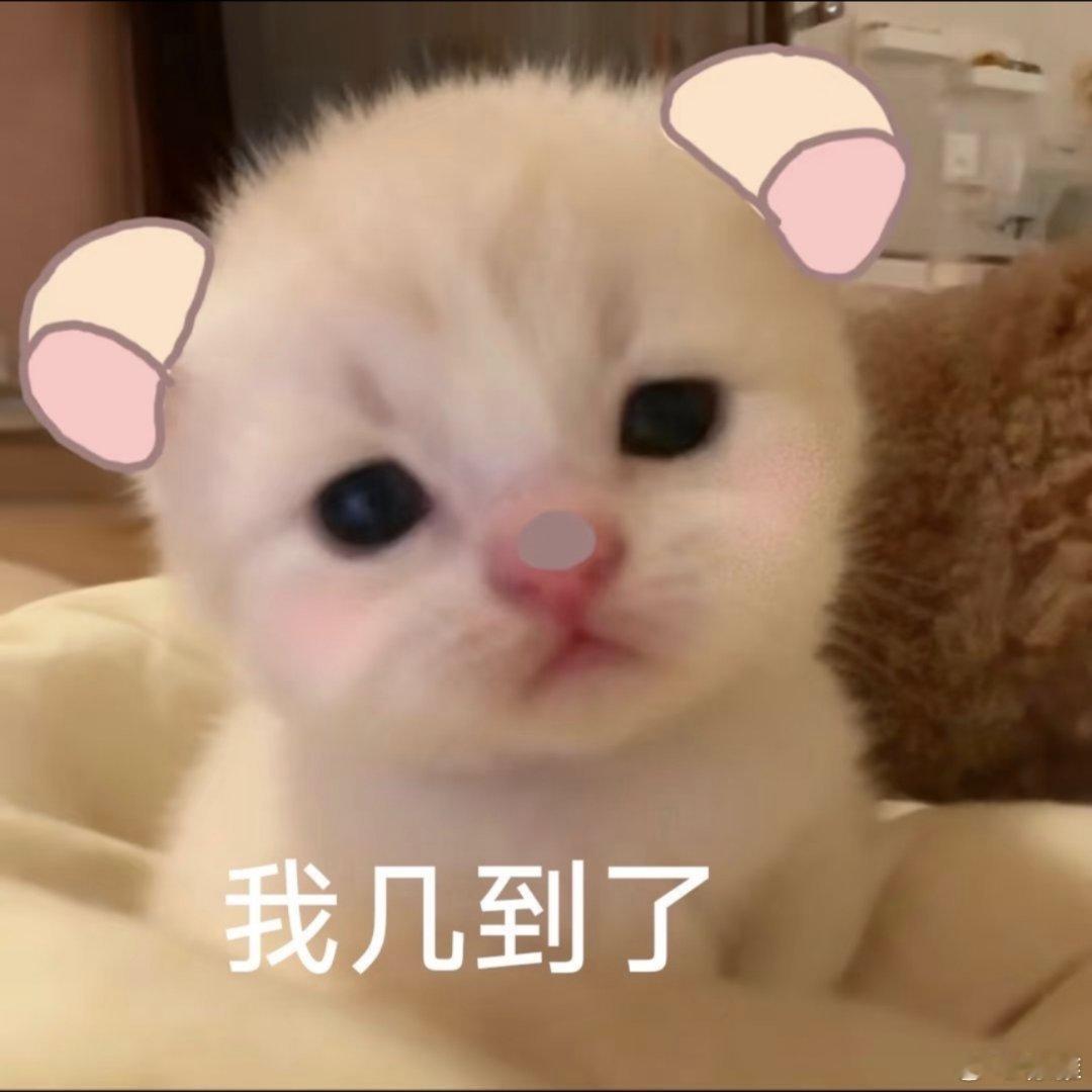 小猫表情包。​​​