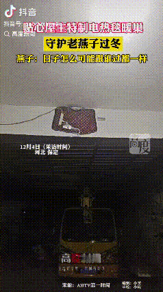 万物皆有灵！河北保定，两只老燕子无力南飞，其他燕子站成一排依次告别，户主老两口看