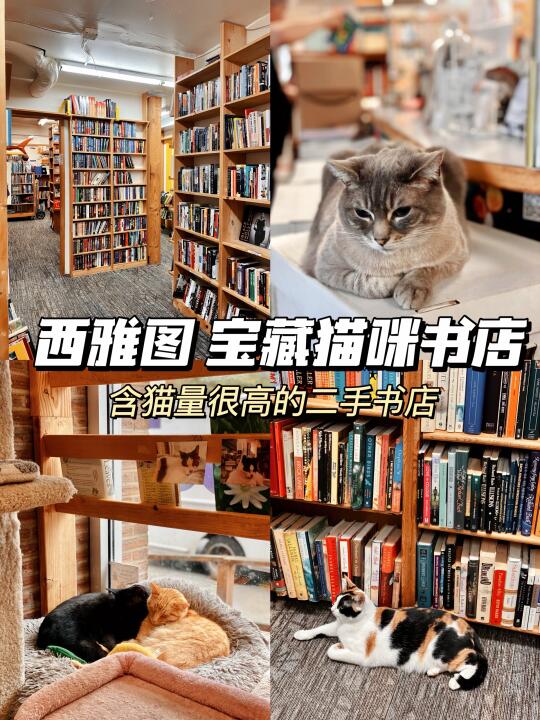 西雅图 | 可以吸猫🐈的宝藏二手书店😍