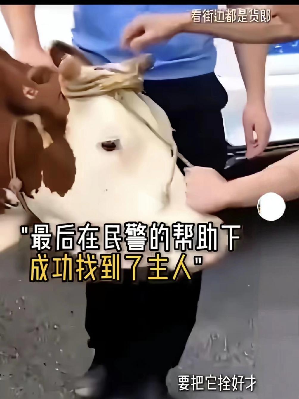 湖北这头老牛简直成精了！70多岁的周大爷把牛赶到山上吃草，自己去办事结果忘了时间