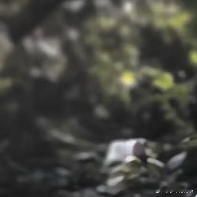 0000山茶花的种植方法：1.选苗与土壤：选择健康、无病虫害的山茶花苗木，土壤