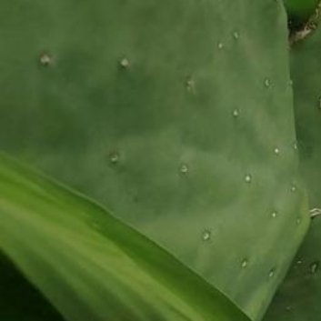 种植🌵仙人掌的养护方法1.光照：仙人掌需要大量的阳光才能健康生长。最好将它们