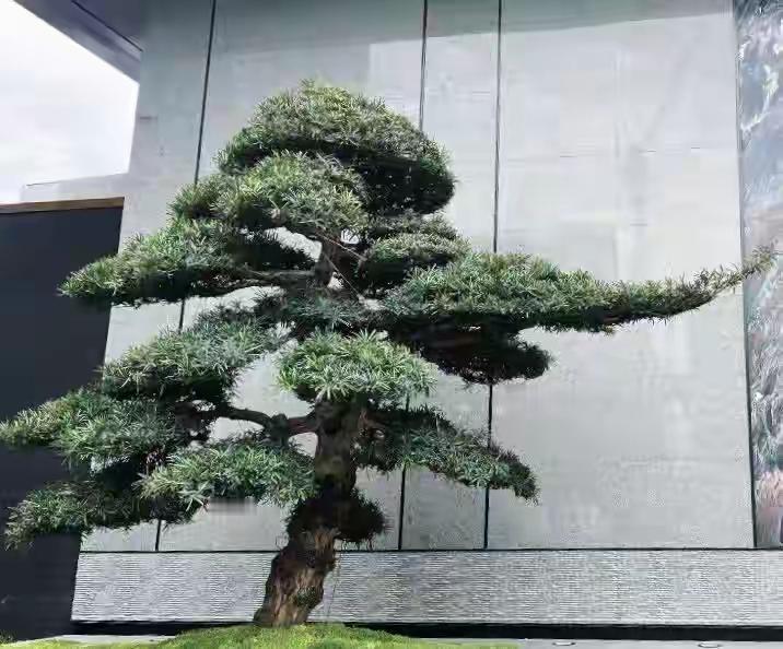 小区80万元罗汉松晒死了谁出钱换杭州下沙某楼盘的业主群里，热门话题就是80万罗