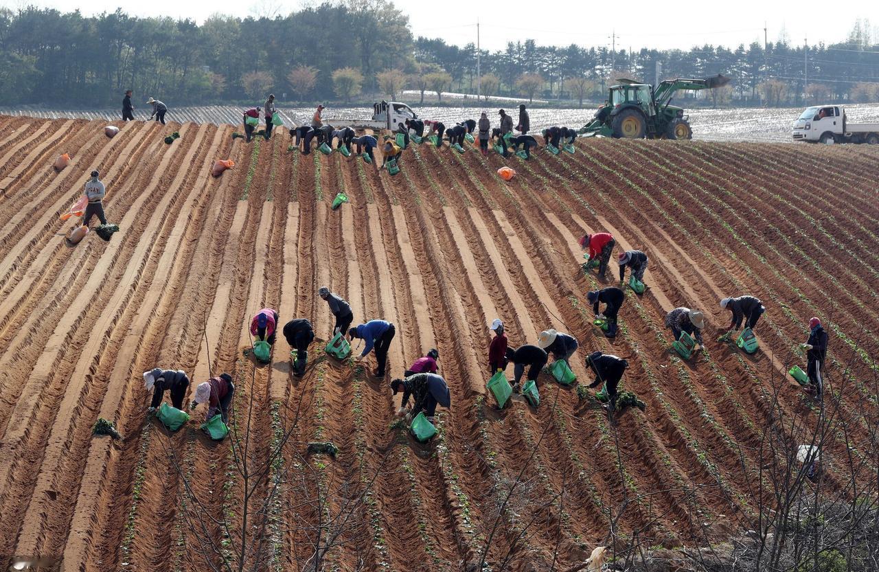 “中国要被我们拖垮了！”2024年，韩国上千人拒绝吃从中国进口的中国白菜，本想给