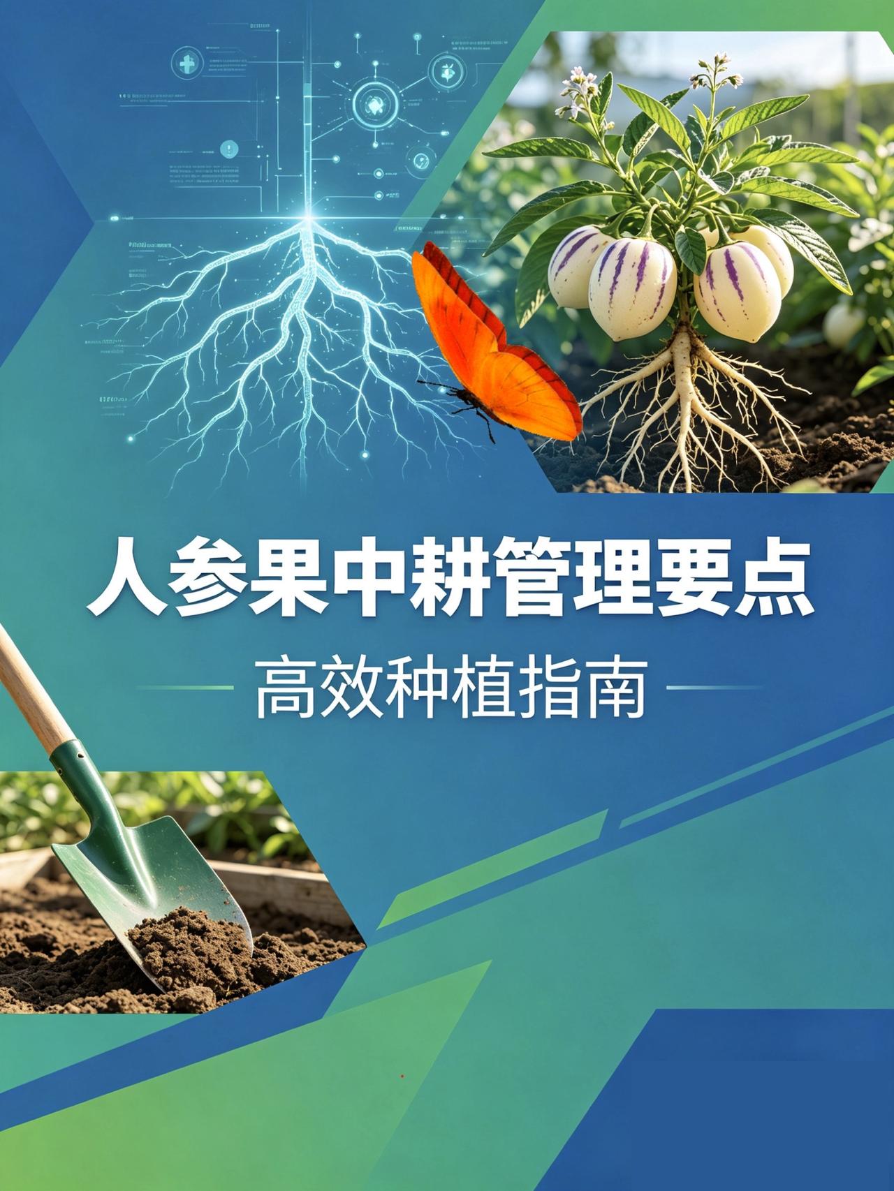 人参果中耕管理要点！人参果种植人参果