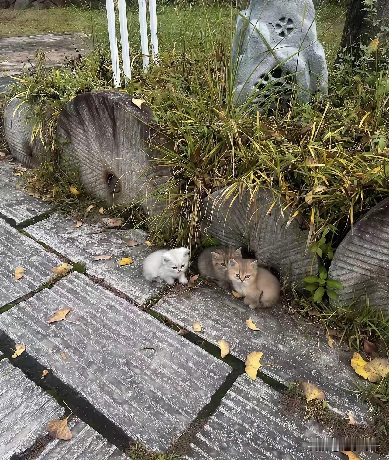 母猫带三个小猫走在路上被几个熊孩子追赶，慌乱中母猫和小猫跑散了，三只可怜的小猫依