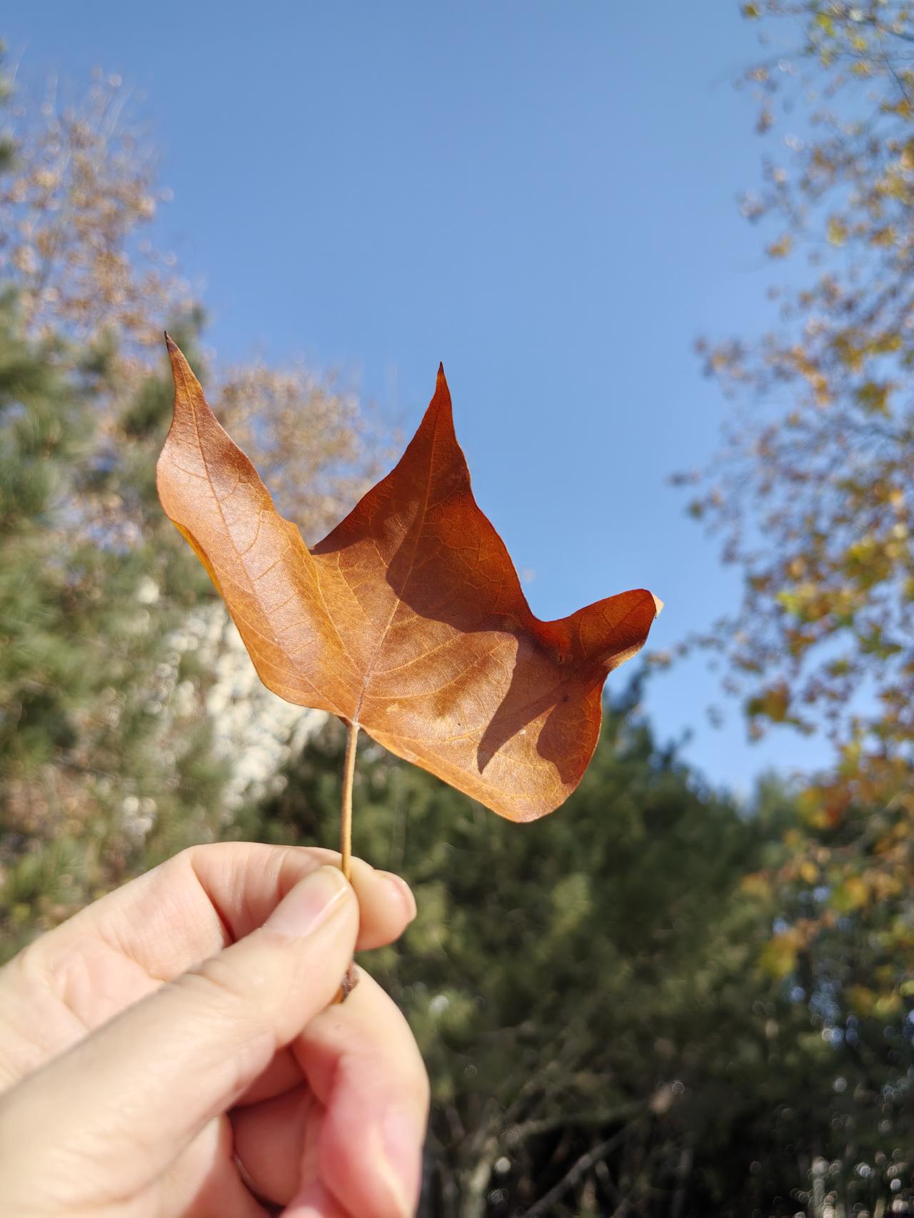 有人问我，如果孩子选择不结婚，你能不能接受？说句真心话，我不能接受一点都不能
