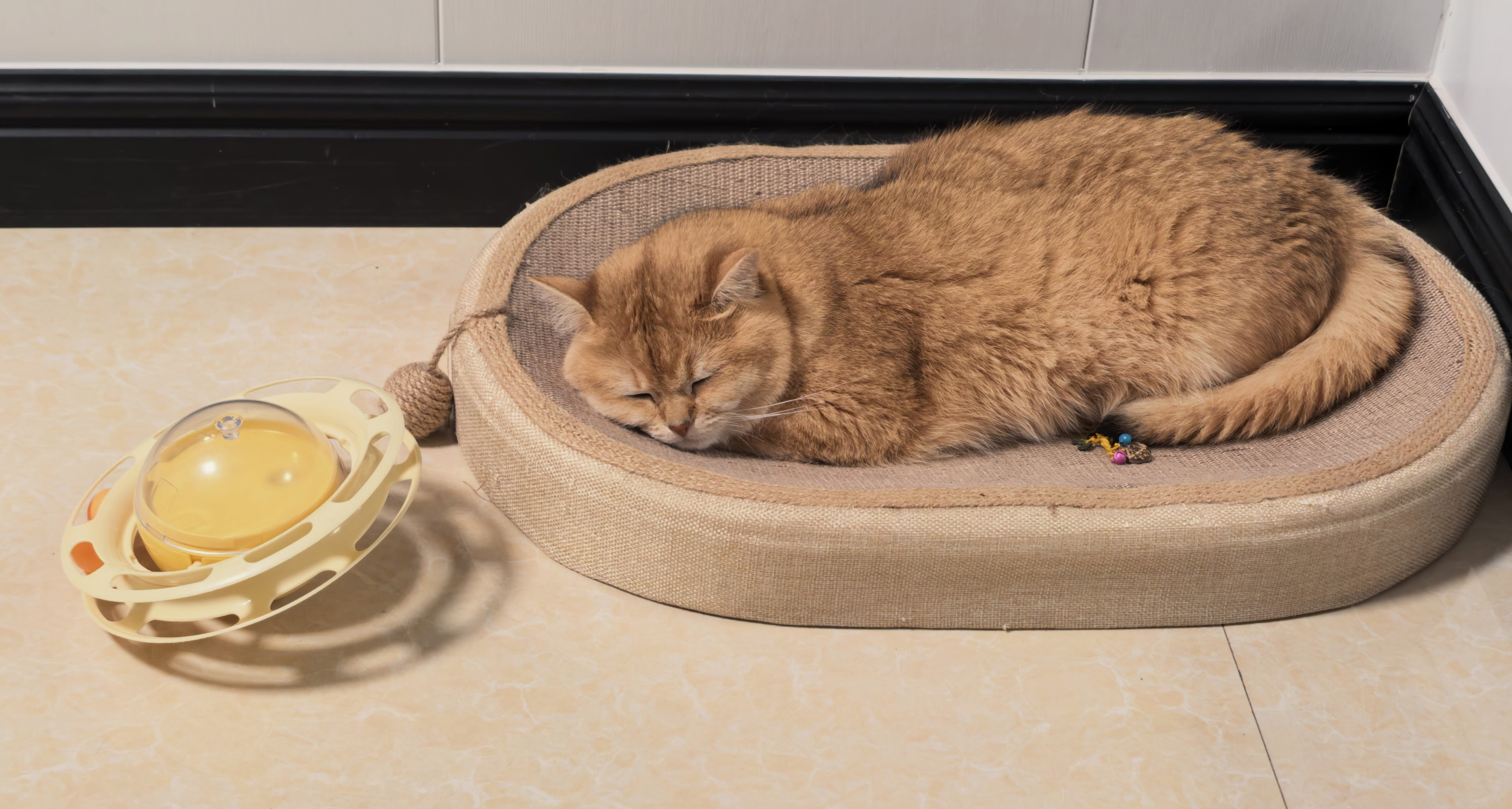 猫猫咪的日常猫咪日常猫咪日常记录你看这货多洒脱