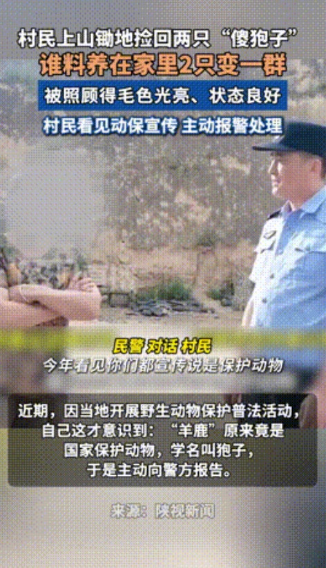 “长期饭票没了！”近日报道，陕西延安，一村民上山锄地时，竟将两只“傻狍子”带回家