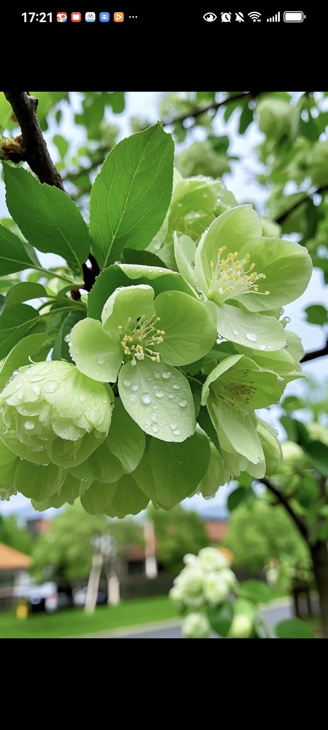 上联：绿叶重重美，请下联下联：红花朵朵娇