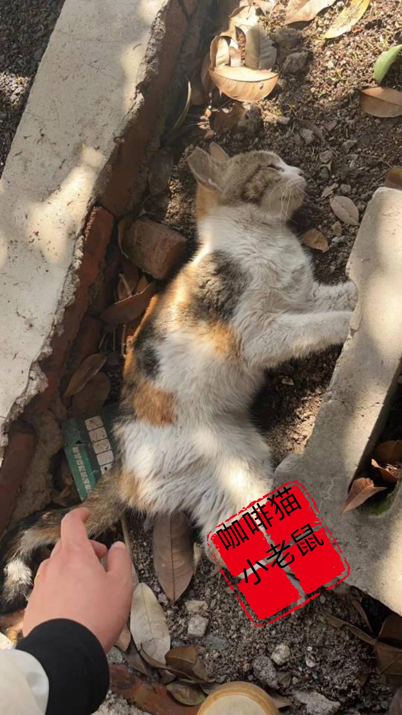 这或许就是无家可归的流浪猫最后的归宿，此时的她孤独的一个人，静静的平躺在一棵大树