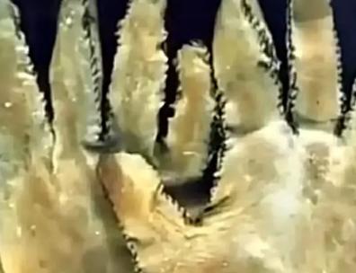 1951年，一名老妇人在参加一场宴会时，发现一副皮手套上的图案，居然是自己当年给