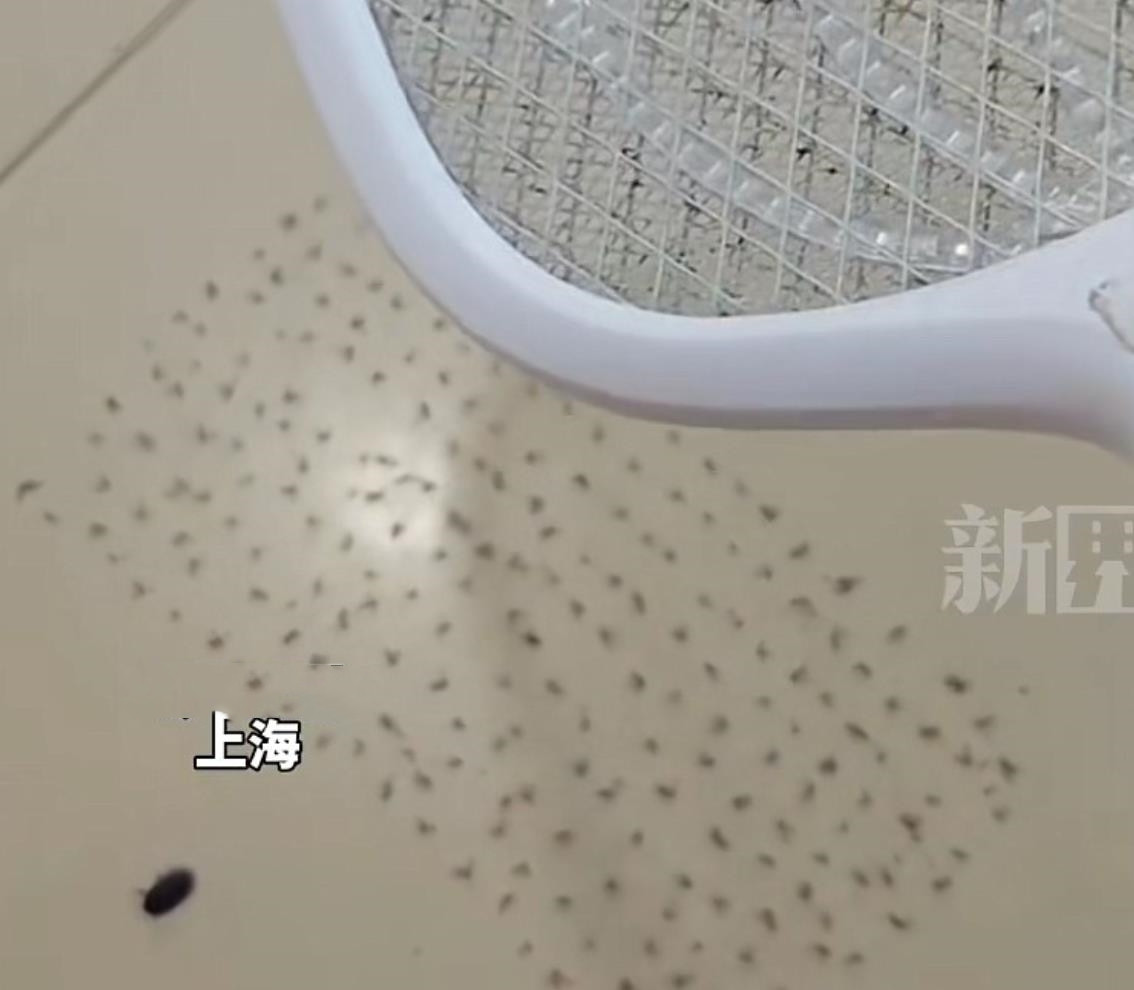 这哥们可真是活阎王！上海，男子晚上睡觉时被蚊子骚扰，于是觉也不睡了，直接起身打蚊