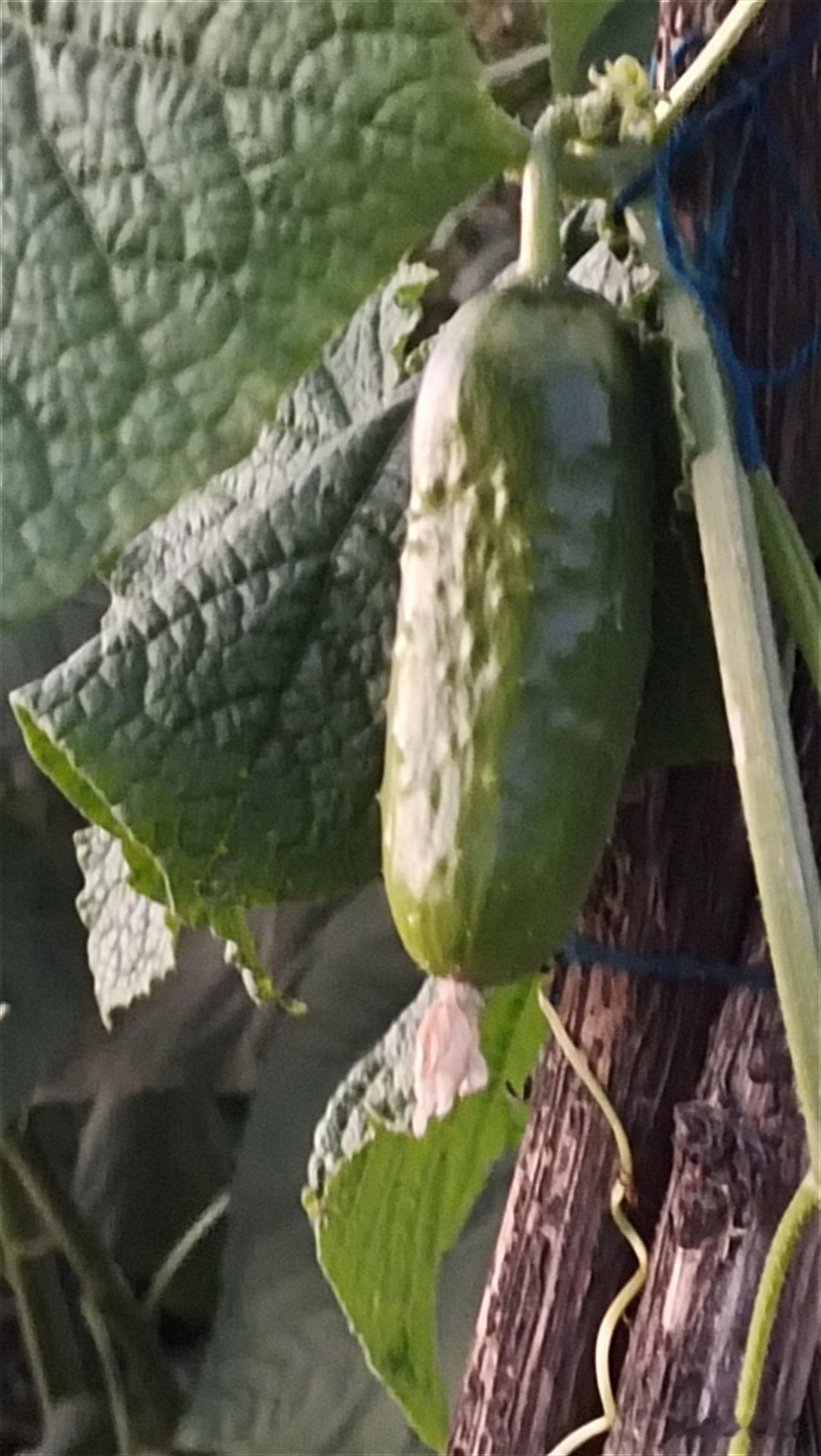 发誓越狠的人做的缺德事越多。谢广坤的酸菜，这下老东北“两大酸”出名的了不得，有人