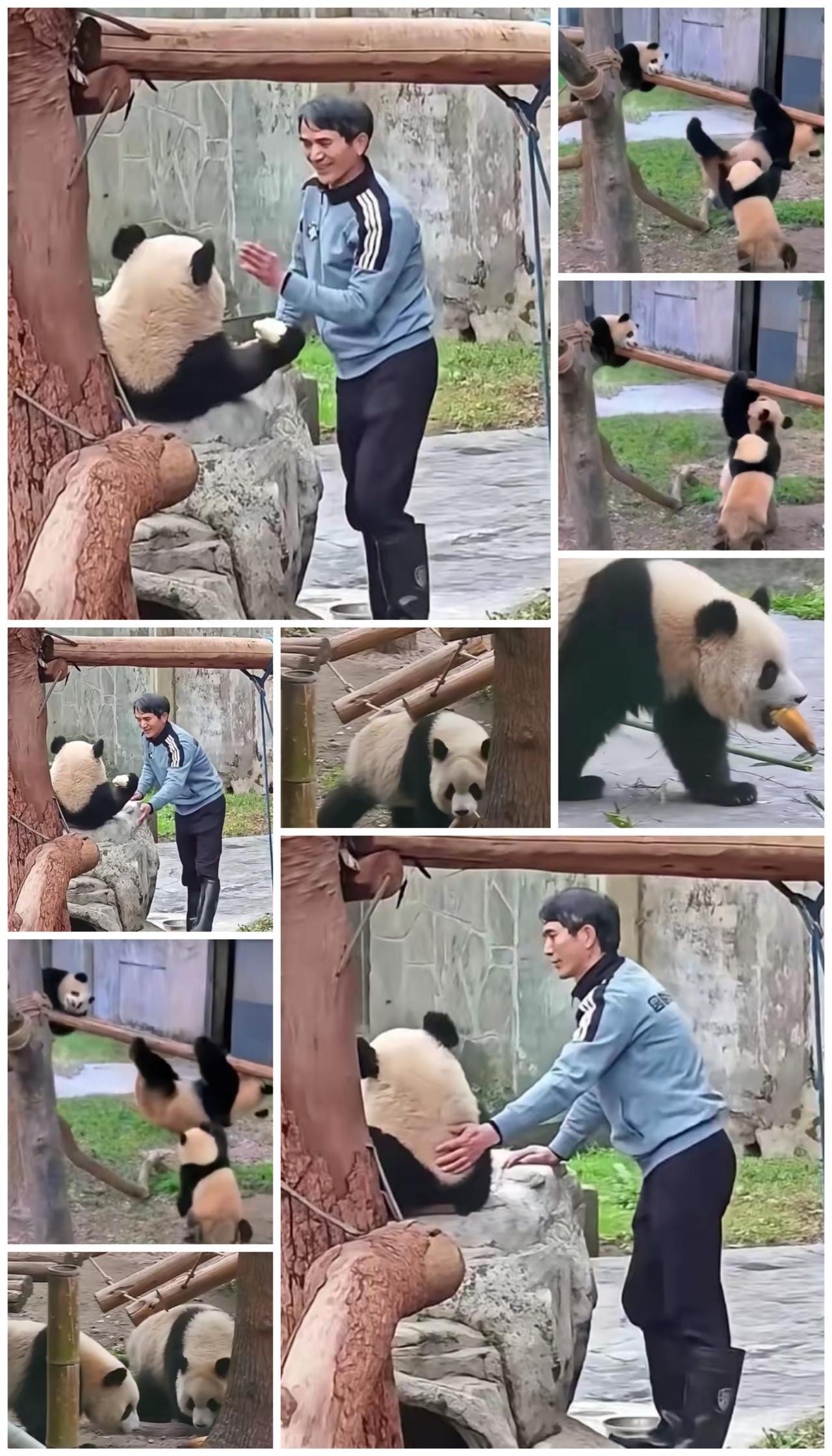 为什么大家都这么喜欢渝爱，不仅是因为渝爱聪明、可爱、漂亮、性格好，更因为它那骨子