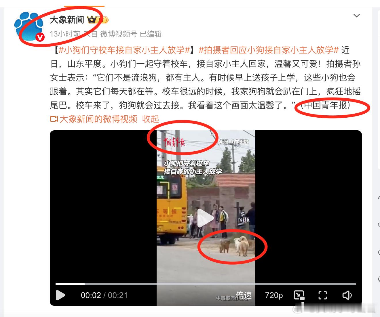 犬患问题和这些犬媒