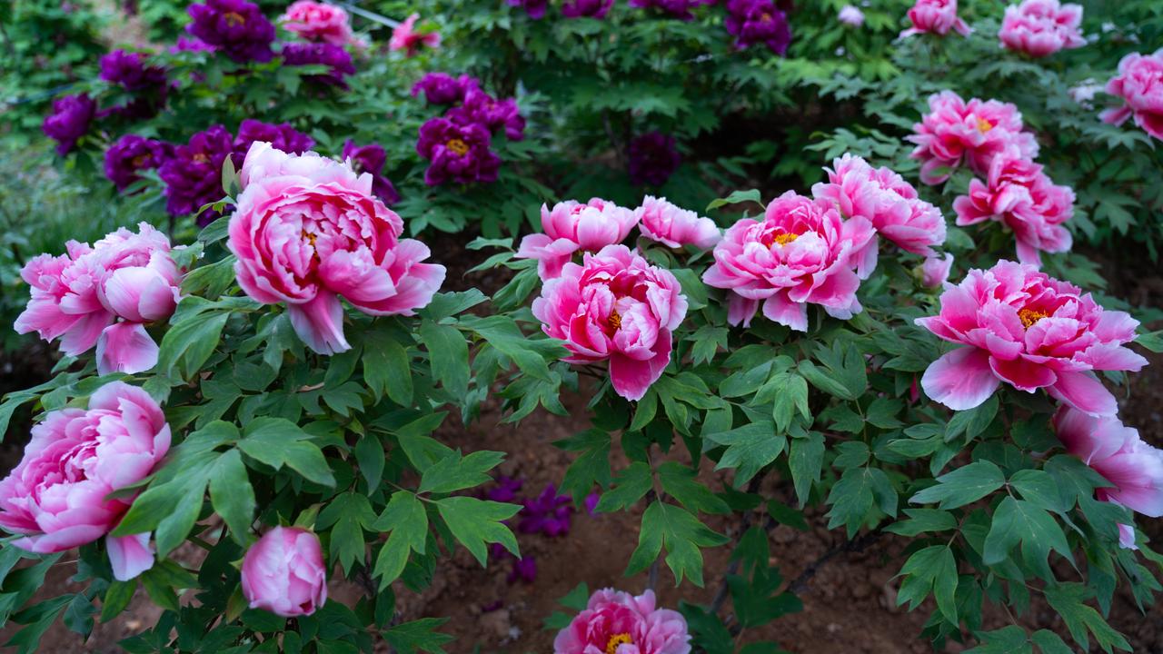 花开富贵，小时候床单上的牡丹花原来真长这么艳丽。