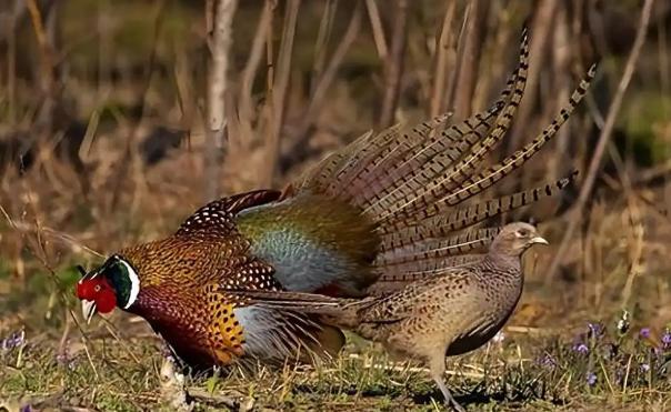 东北野鸡泛滥成灾，为何很少有人吃？当地农民直言：“别说吃了，我们甚至都不敢招惹它