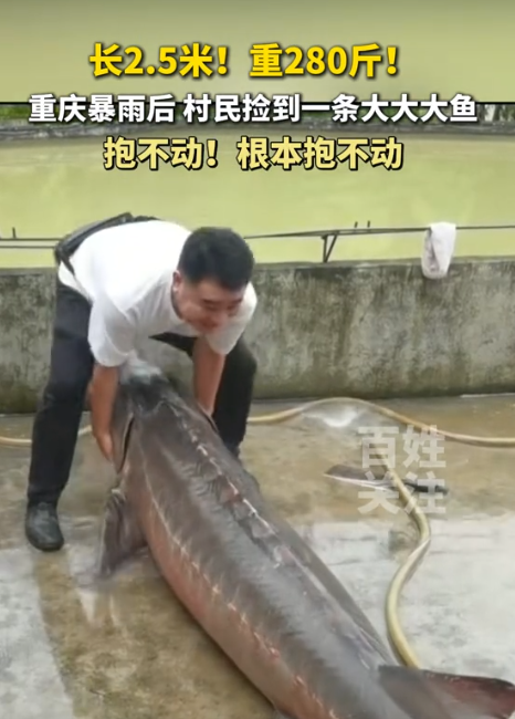“天上掉下个中华鲟？”重庆，暴雨后村民意外捡到“从天而降”的大鱼，2.5米长，足