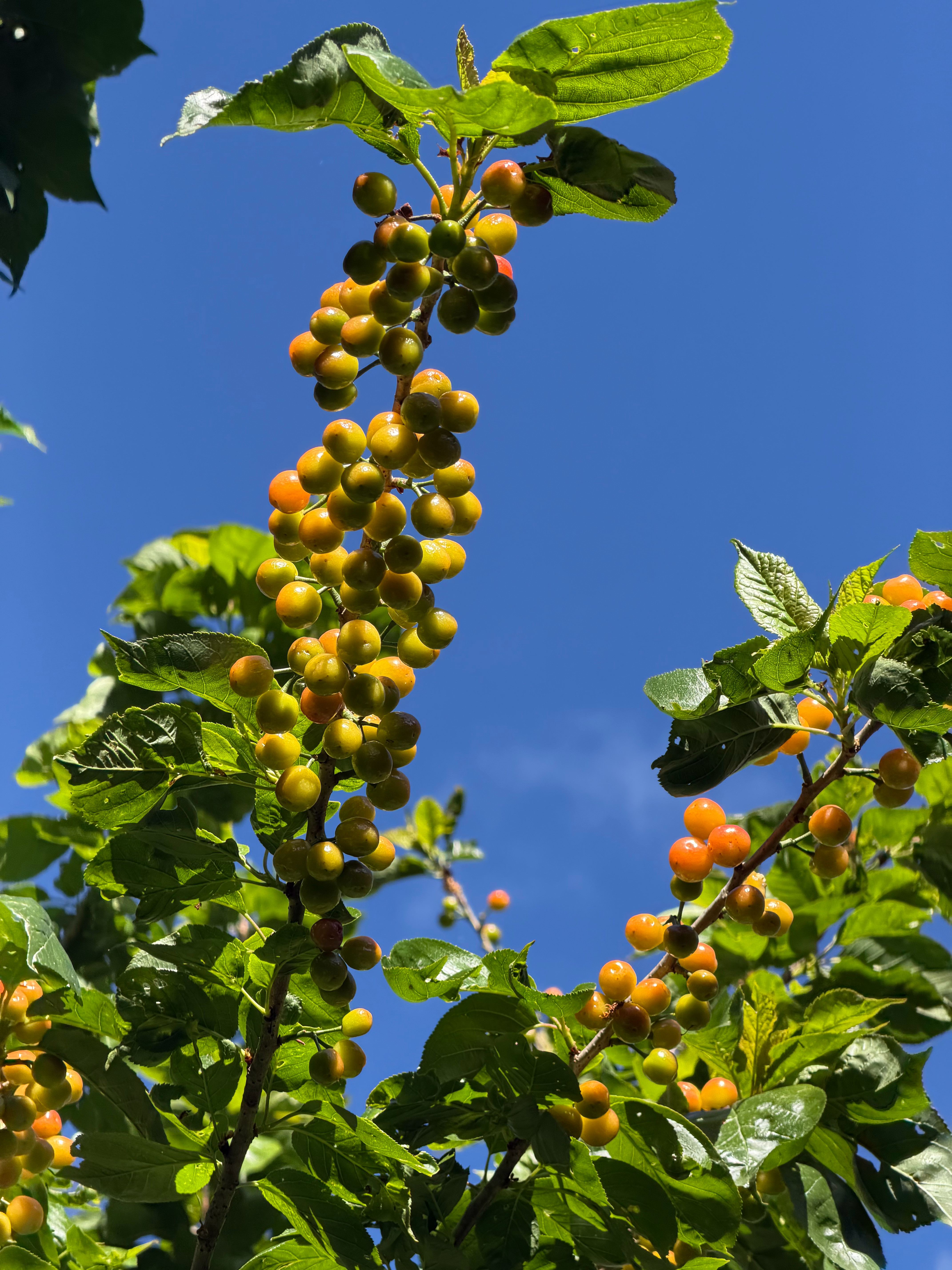 最美的东西，通常都是无言的，就像树上正在变熟的樱桃。———《半山文集》
