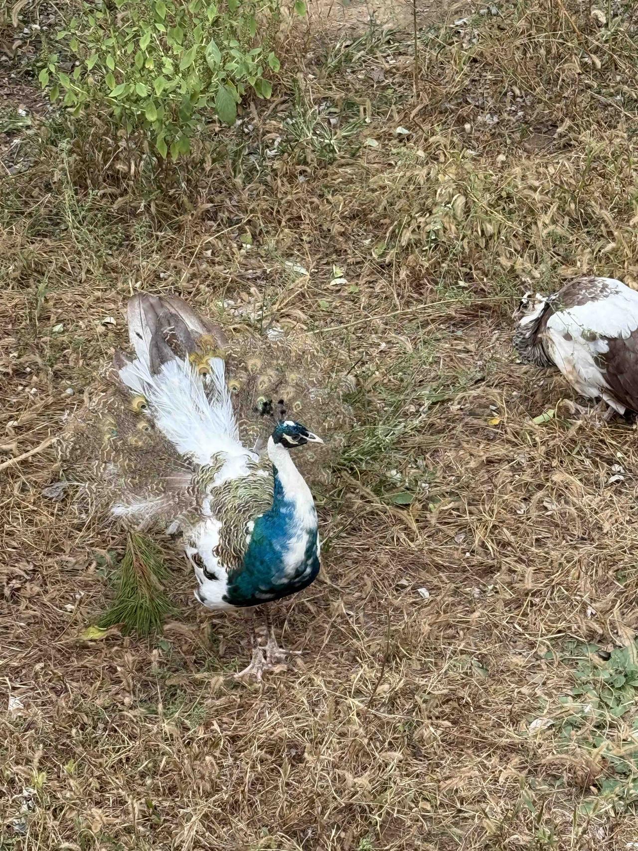 1996年的硅谷，英伟达还是一家挣扎在生死线的小公司。年轻的创始人黄仁勋咬牙接下