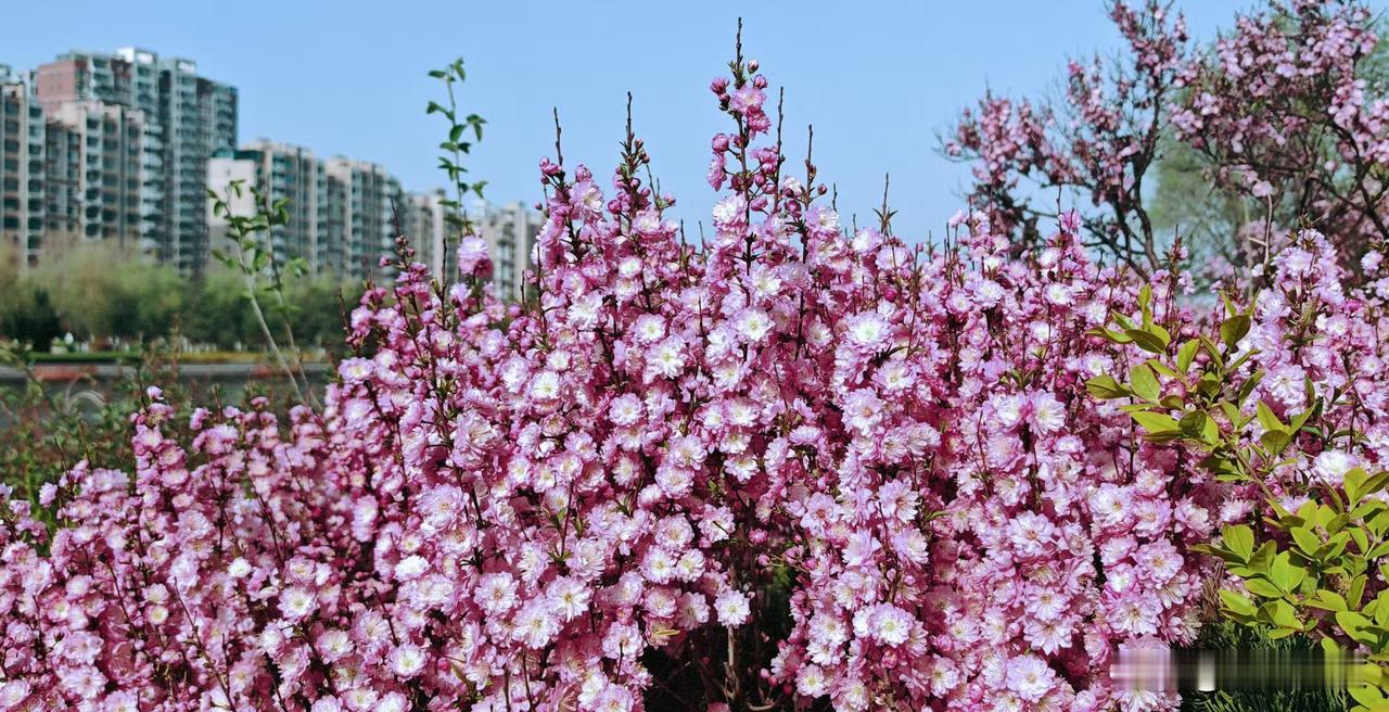 晒图笔记大赛这种花是蔷薇科小灌木，先花后叶或花叶同放。花呈粉红或白色，繁密似锦，