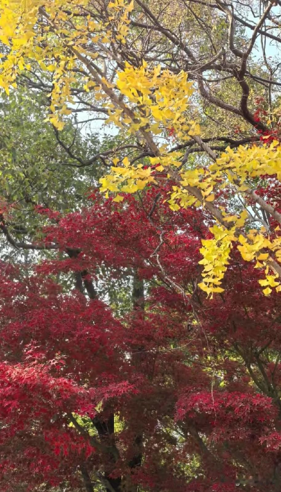 胃癌手术两年后，上班，吃饭还是自己解决，不适合吃“大锅饭”。