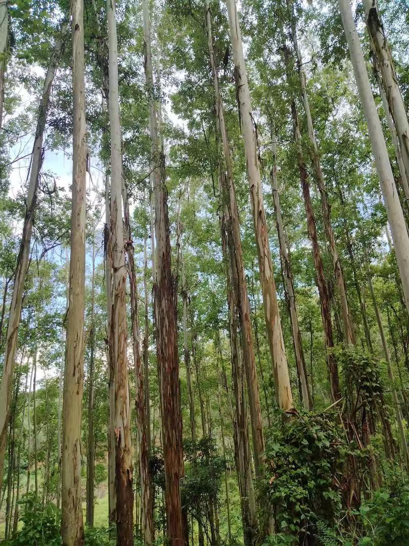 可怕的是人性！我国一直推广植树造林，但为什么对全国贡献了31%商品木材的桉树，却