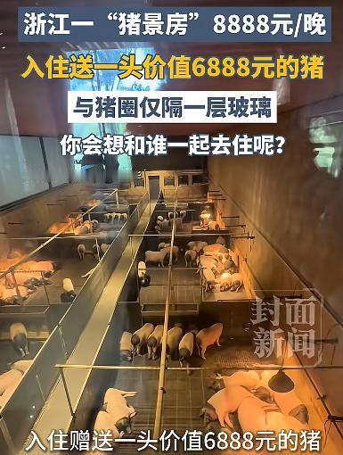浙江金华推出8888元一夜的“猪景房”，运营方回应：旁边就是猪圈，可近距离观猪，