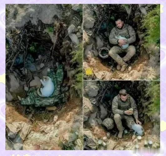 每个生命都非常珍贵，图1的乌克兰士兵已经为祖国壮烈牺牲，而那只猫一直卧在这张最温