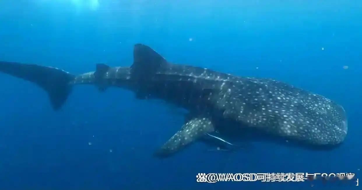 重返海洋：哺乳动物如何演化出不可逆转的水生之路在根本不同的栖息地之间转换——比如