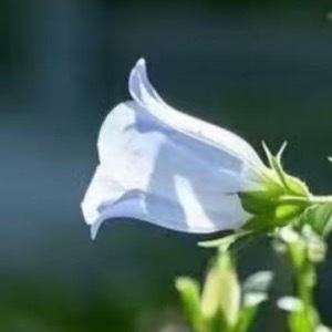 风铃草的日常种植养护秘籍寓意：风铃草象征温柔、健康、感恩、创造力。喜欢它的人富