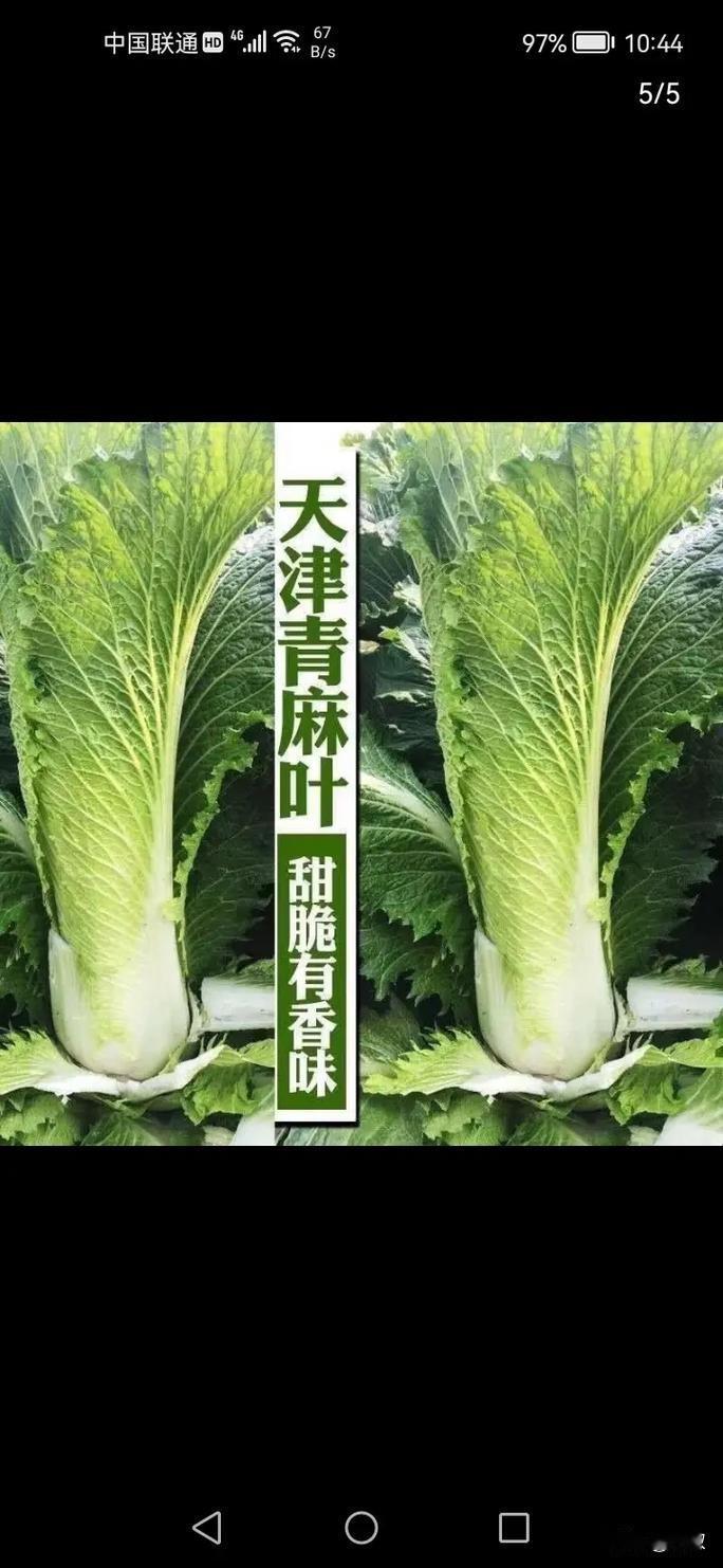 小菜园种上青麻叶，找回儿时白菜味自己有个小菜园就是好，想吃小时候吃的细长的白菜