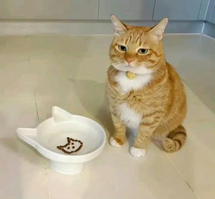 猫咪：别整这些花里胡哨的，吃不饱😾​​​
