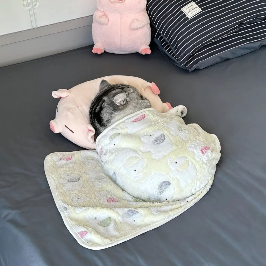 小胖猪​​​