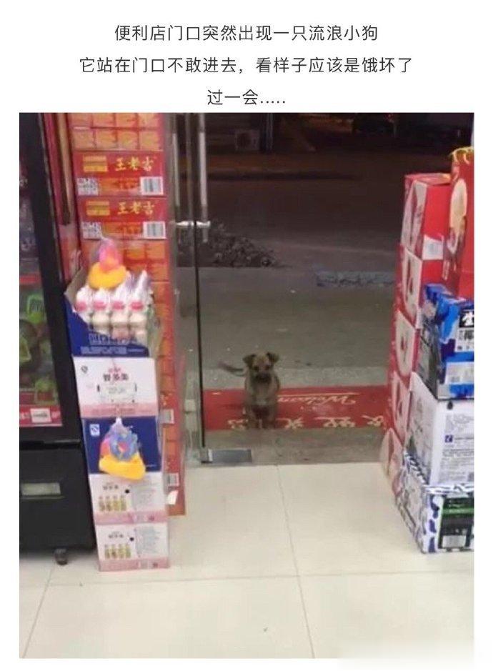 便利店老板好心喂小狗一次，没想到隔天，它却带来这么大一个惊喜！ ​​​