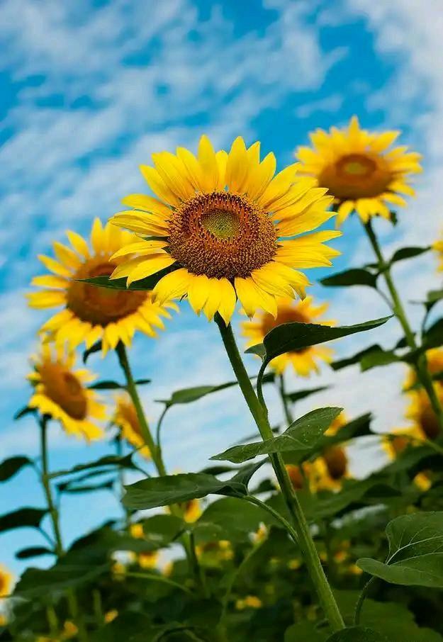 逼自己一把，你才知道自己有多优秀！人民日报的话，点醒了迷茫的中年人