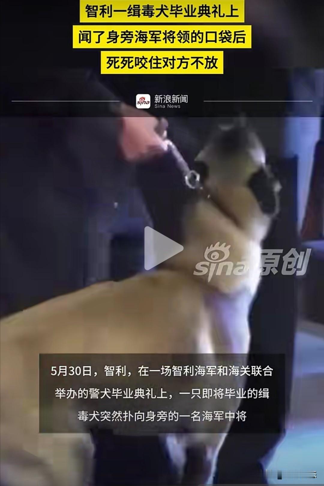 据智利媒体5月30日报道，5月7日，在智利海军和海关联合举办的警犬毕业典礼上，一