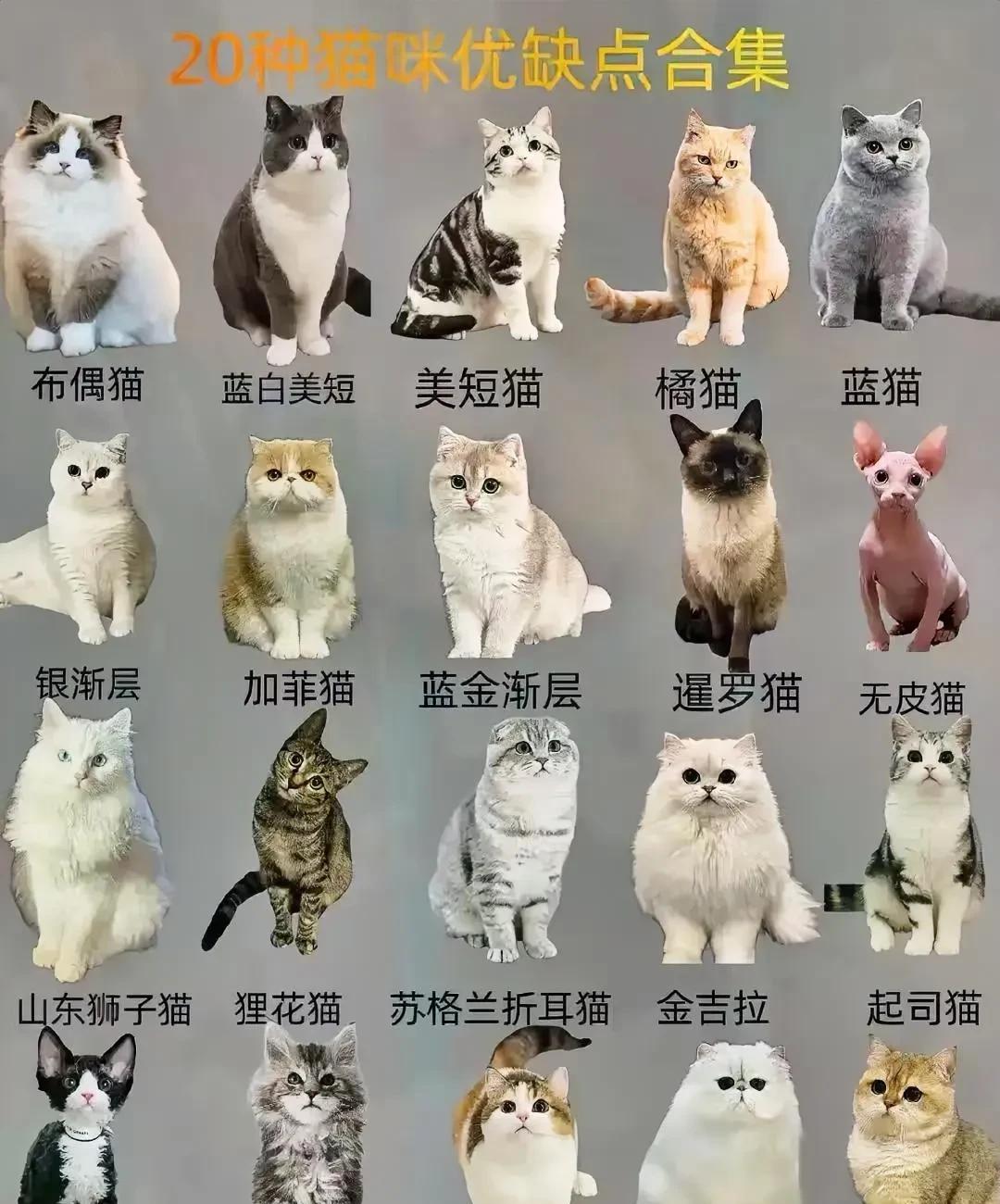 从外形上看，我偏爱布偶猫。它有着蓬松如云的毛发、湛蓝如宝石的大眼睛，优雅的体态和