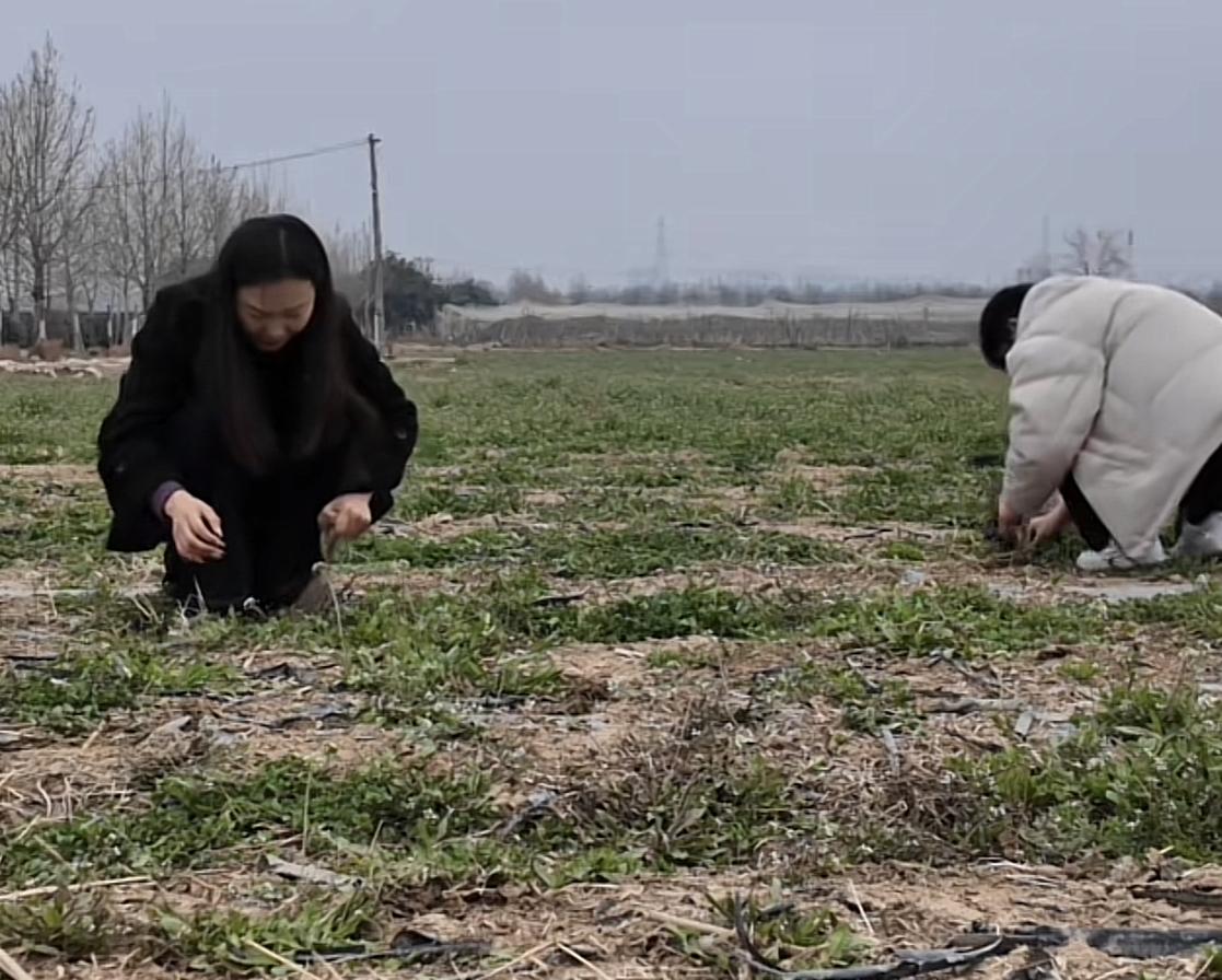 奇葩相亲的我倒是见过不少，可在田地里相亲的，我还真就头一回见！据陕西咸阳一女孩