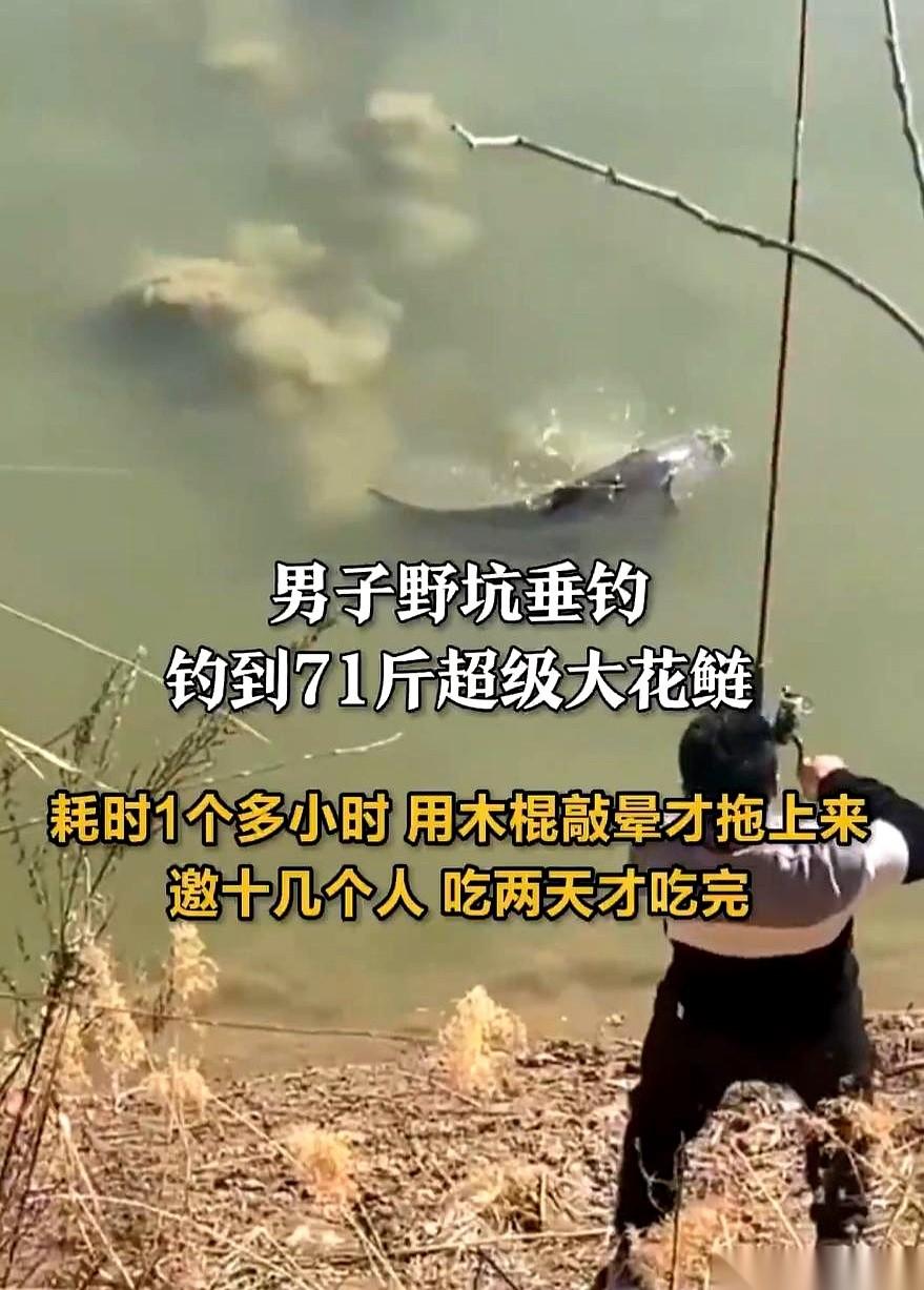 七十一斤的花鲢，从一个野坑里拽出来的。哥们儿起竿那一瞬间，还以为挂地球上了，死
