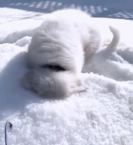 一看就是来自南方的狗，玩雪也太开心了吧！