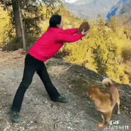 那扔出去的是啥，明明就是小狗啊，是有两只小狗吗这里有是个啥汪星人走丢了小狗扔