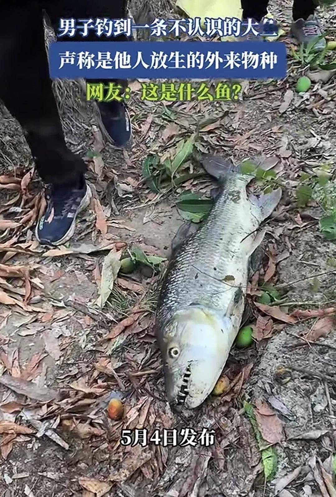 近日，一位钓友在普通水域里钓到了一条外观吓人、满口利齿的鱼。由于从未见过这种鱼，