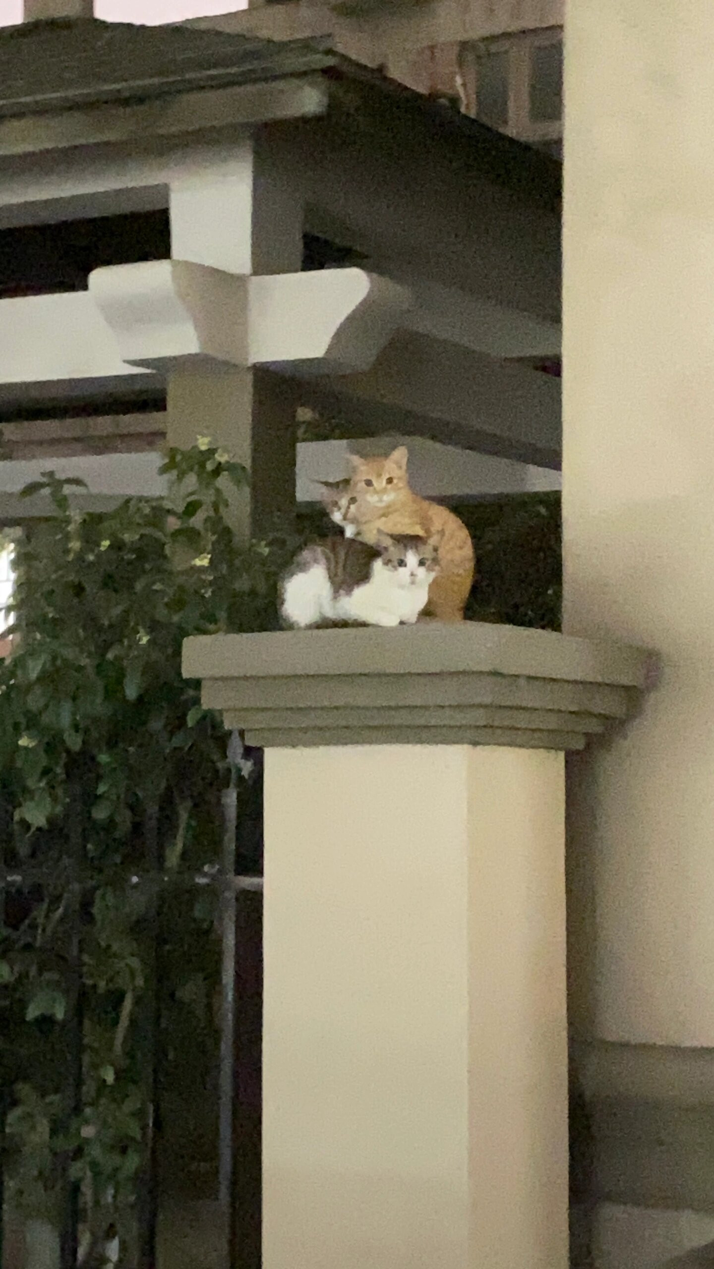 横看成岭侧成峰，近看猫猫多一只​​​