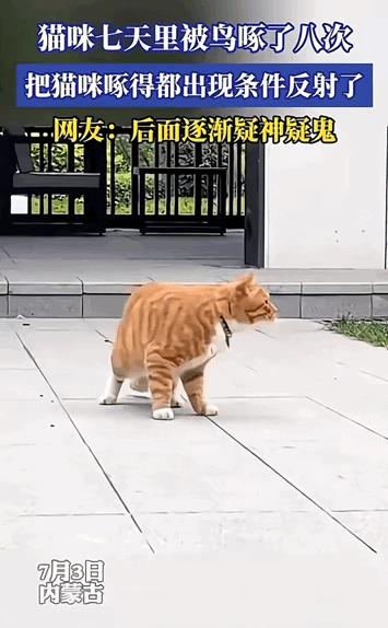 笑不活了！内蒙古，猫猫出门七天被渣鸟啄了八次，忍到最后直接应战，最后小猫神情紧张