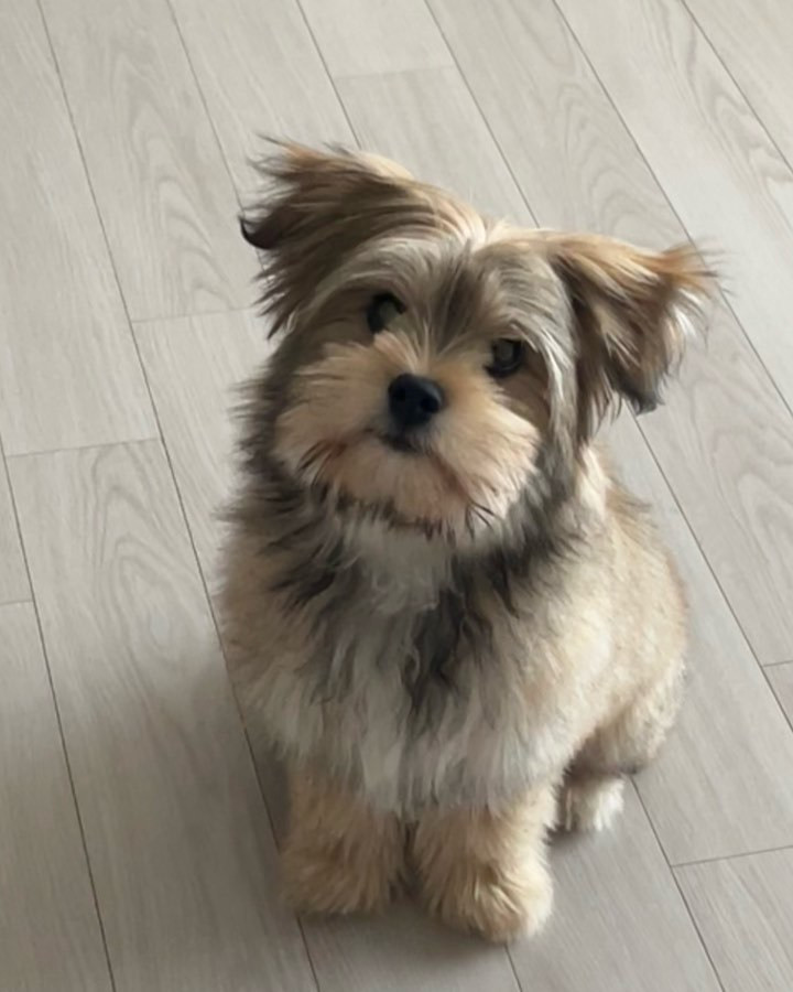 小狗，你的小辫子怪可爱的